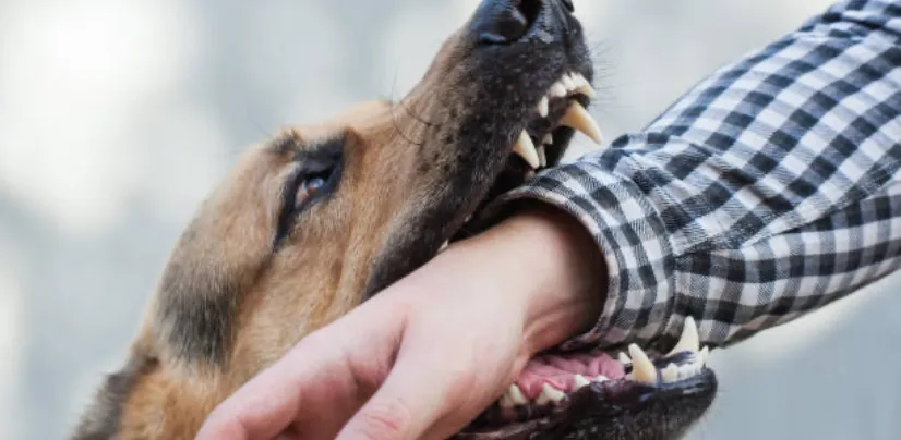 dog biting person's wrist